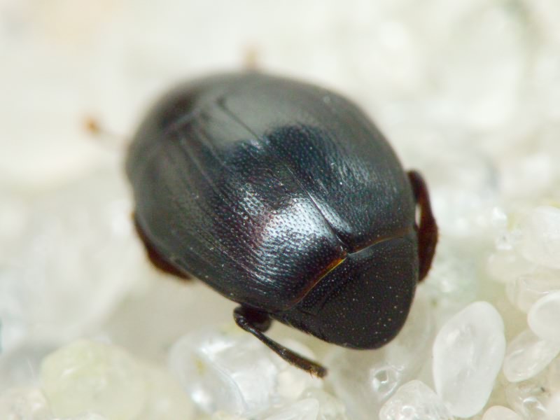 Dendrophilus (Dendrophilus) punctatus (Herbst, 1792)